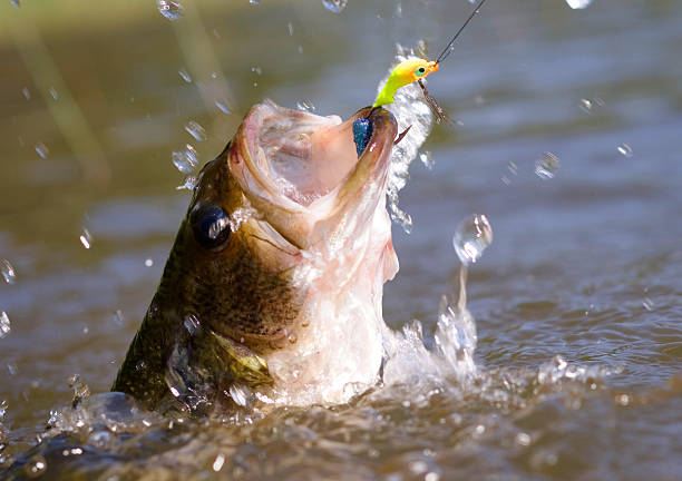 thrashing bass conquistare da una maschera - sport fish foto e immagini stock