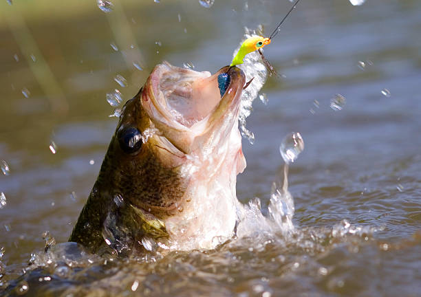 thrashing bass hooked on a jig A big fat largemouth bass, jumping and thrashing in the water. freshwater bass stock pictures, royalty-free photos & images