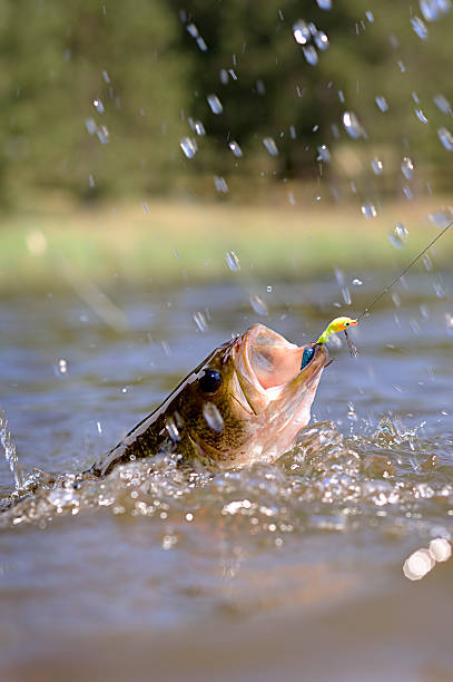 Thrashing Bass Hooked On A Jig Stock Photo - Download Image Now