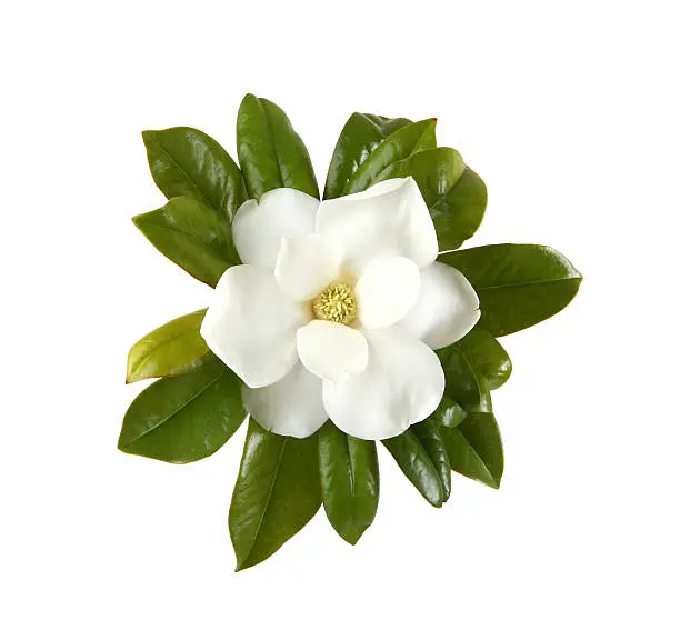 Magnolia isolated on white.