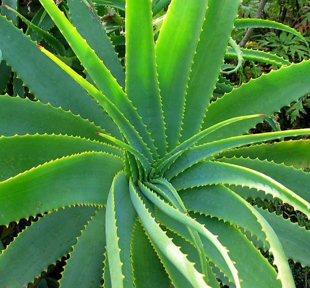 Close-up of the healing plant Aloe Vera found in Cornwall, England. Similar:
