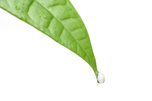 A drop of water is about to fall off from a leaf, isolated on white background.