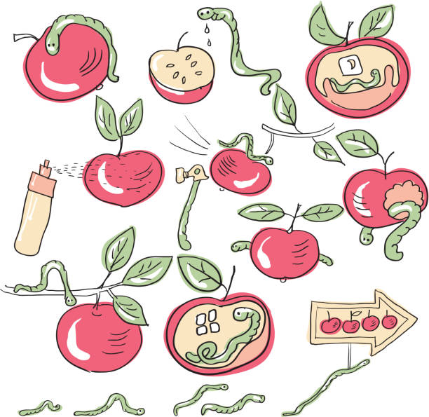 ilustrações, clipart, desenhos animados e ícones de worms e maçã - isolated on white red delicious apple apple worm