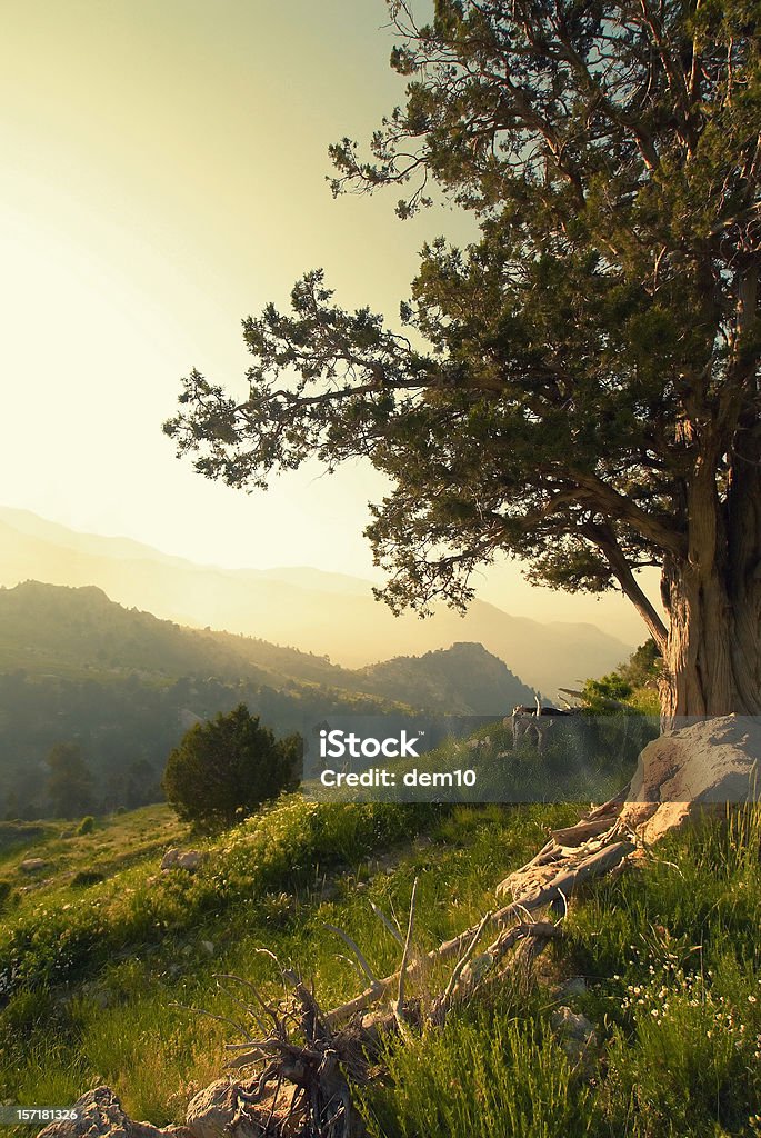 Wald leben - Lizenzfrei Anhöhe Stock-Foto