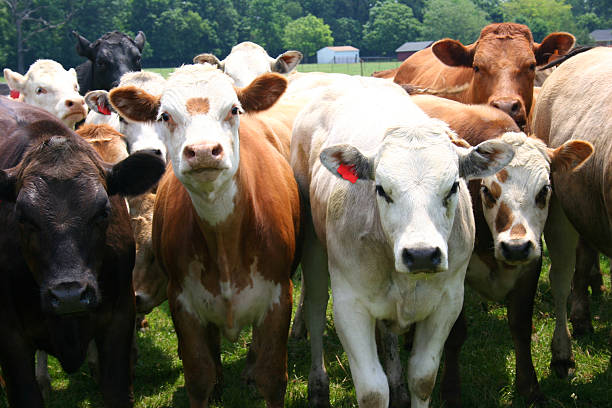 Herd of cows looking straight at camera stock photo