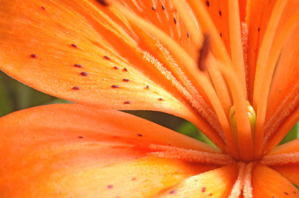 Lilium bulbiferum, common names orange lily,[2] fire lily, Jimmy's Bane and tiger lily, is a herbaceous European lily with underground bulbs, belonging to the
