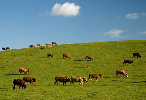 Cattle grazing in a grass field in Central Scotland.