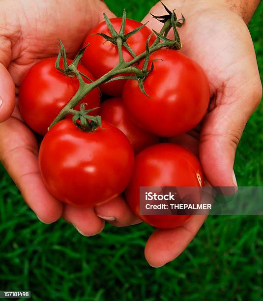 단열성이 토마토 0명에 대한 스톡 사진 및 기타 이미지 - 0명, 건강한 식생활, 농업