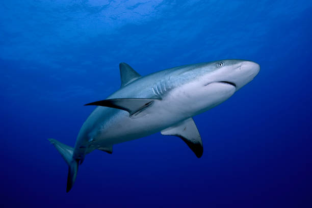 Caribbean Reef Shark (