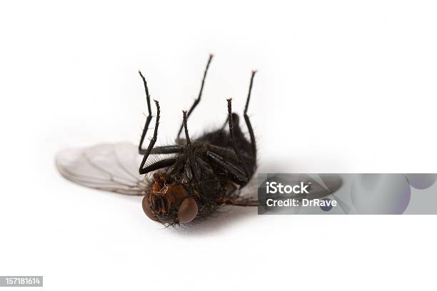 Dead Stubenfliege Stockfoto und mehr Bilder von Zweiflügler - Zweiflügler, Stubenfliege, Insekt