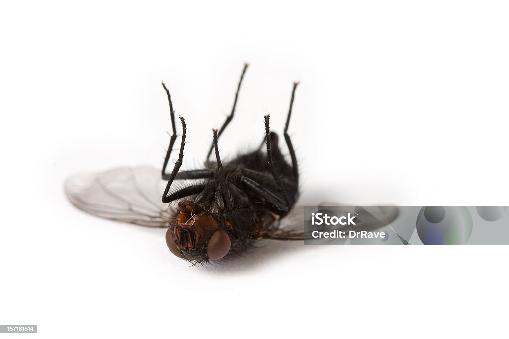 Dead house fly - Foto stock royalty-free di Mosca - Insetto