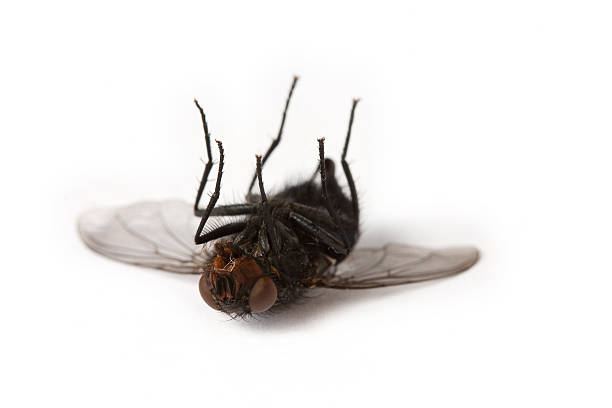 Dead house fly Dead fly macro. Shallow Dof. insect macro fly magnification stock pictures, royalty-free photos & images