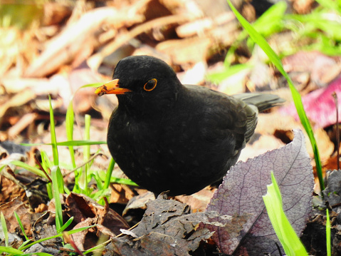 Close up photo of a black bird.
