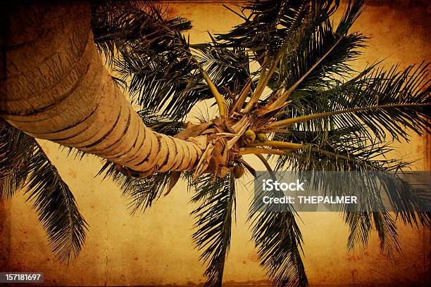 グランジパーム - 2000年代のストックフォトや画像を多数ご用意 - 2000年代, カラー画像, ココヤシの木
