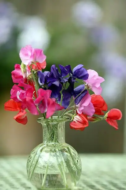 Photo of First sweet peas of the year