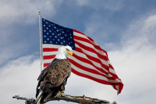 Águila calva delante de una bandera estadounidense. photo