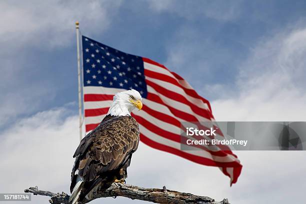 Photo libre de droit de Bald Eagle En Face Dun Drapeau Américain banque d'images et plus d'images libres de droit de Aigle - Aigle, Drapeau américain, États-Unis