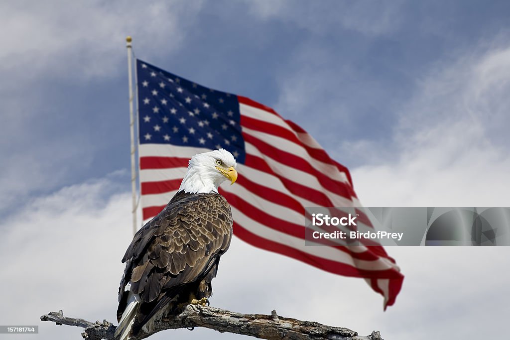 Bald Eagle in front of an American Flag.  Eagle - Bird Stock Photo
