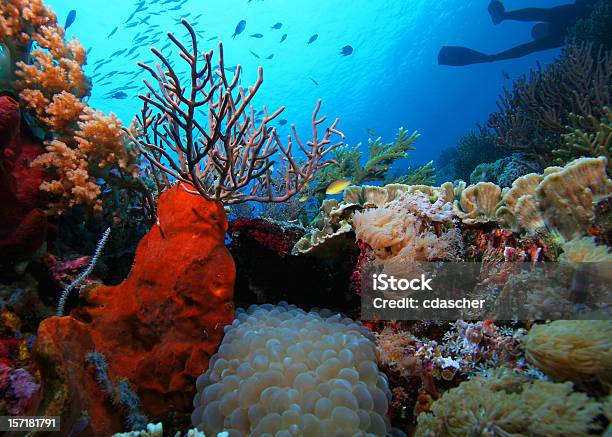 Подводный Риф Сцены — стоковые фотографии и другие картинки Биология - Биология, Биоразнообразие, Горизонтальный