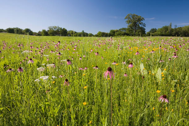 illinois prairie - prairie foto e immagini stock