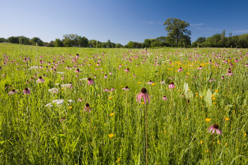 Panoramic view of the field with a lot of wild flowers. Beautiful background of the meadow in sunny day.