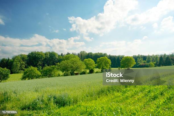 Sommerlandschaft Stockfoto und mehr Bilder von Agrarbetrieb - Agrarbetrieb, Baum, Biologie