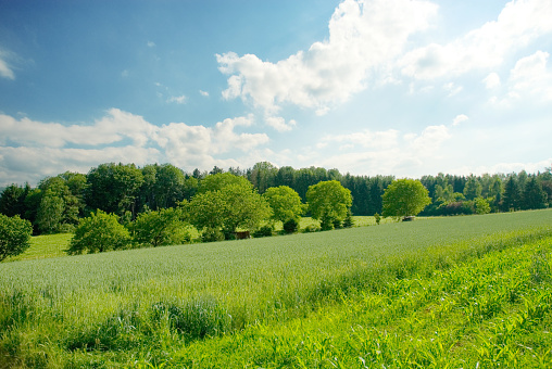 Nice green pasture with many wildflowers on a hill with a wide view of the Black Forest mountains, overlooking the summer landscape. Germany.