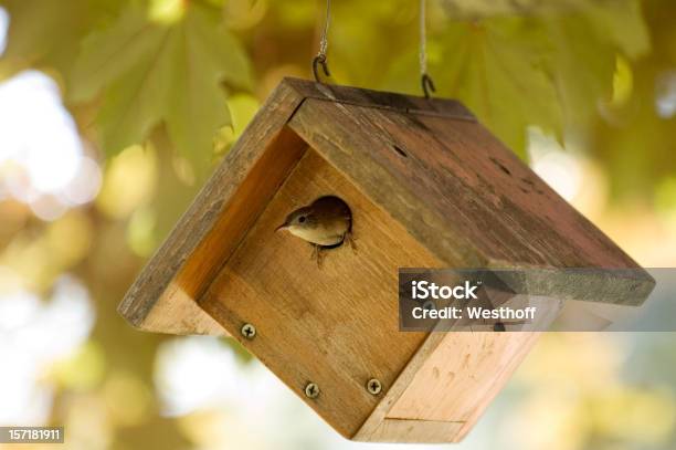 Foto de Cambaxirra e mais fotos de stock de Garriça - Garriça, Casa de Pássaro, Ninho de Animal