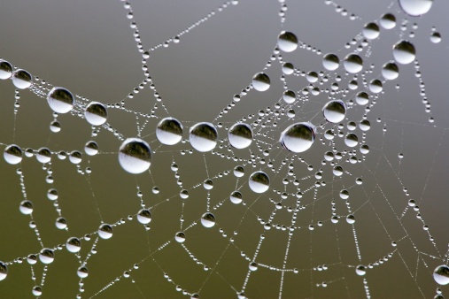 Closeup of beautiful lace of spider web threads covered by small round dew drop beads against blurry green, dark and moody background in early morning