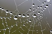 Spherical shiny dew drops on the spider web and  mirror