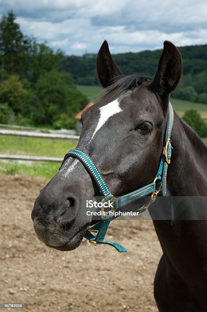 Retrato de bonito Cavalo - Royalty-free Agricultura Foto de stock