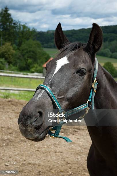 Retrato De Bonito Cavalo - Fotografias de stock e mais imagens de Agricultura - Agricultura, Alta Sociedade, Animal