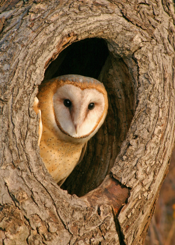 Barn owl (Tyto alba) couple sitting in an old barn in Gelderland in the Netherlands.