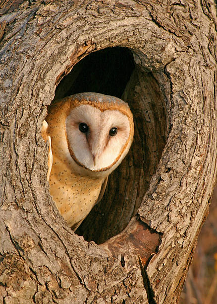 Mysterious Barn Owl in Tree stock photo