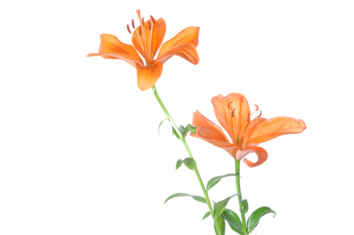 Portrait of double, trumpet-shaped Hemerocallis Fulva Flore Pleno and developing buds, early summer. Each flower lasts a single day and is edible.