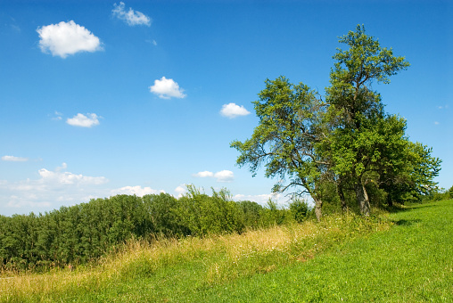 Illinois Prairie Habitat With Blue Sky Background Landscape Photography