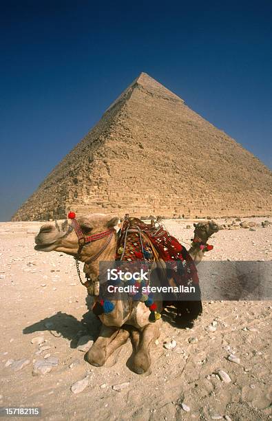 Pirámides De Camellos Foto de stock y más banco de imágenes de Animal - Animal, Antiguo, Arqueología