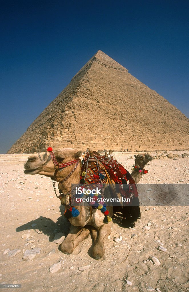 Piramidi Camels - Foto stock royalty-free di Africa