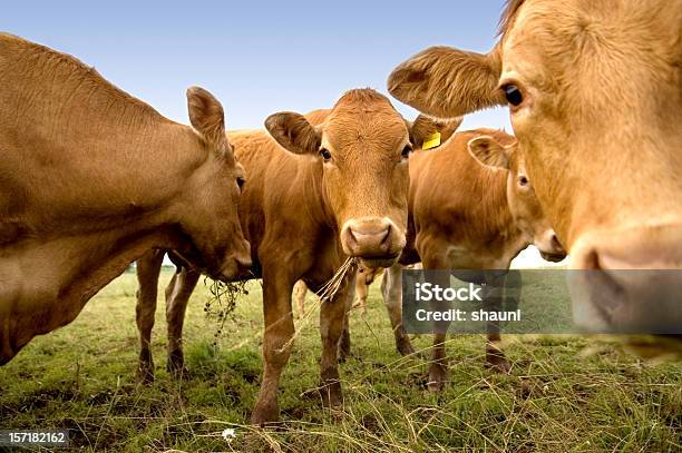 Photo libre de droit de Vaches Curieux banque d'images et plus d'images libres de droit de Vache - Vache, Bovin, Bétail