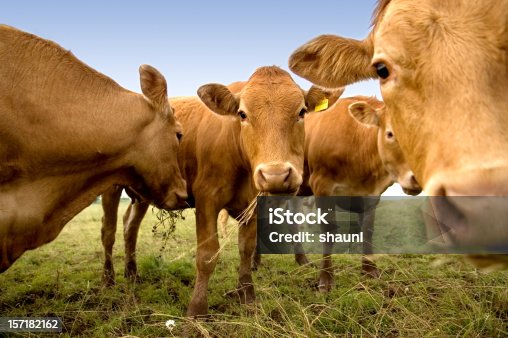 istock Curious Cows 157182162
