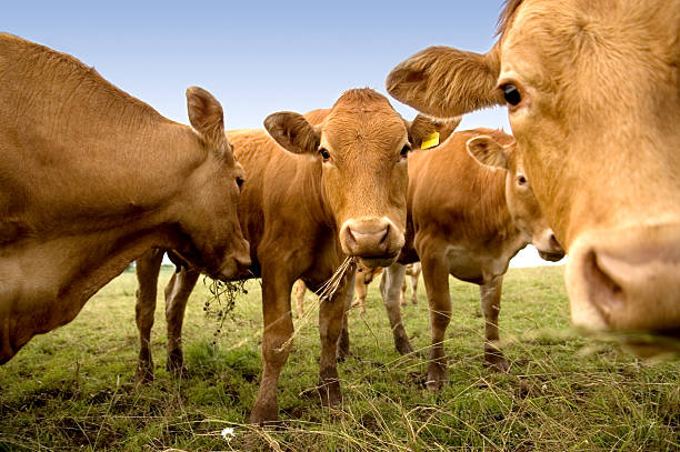 Vacas curiosas Grupo de vacas curiosas mastigando feno. gado pastando fotos de stock, fotos e imagens livres de direitos autorais