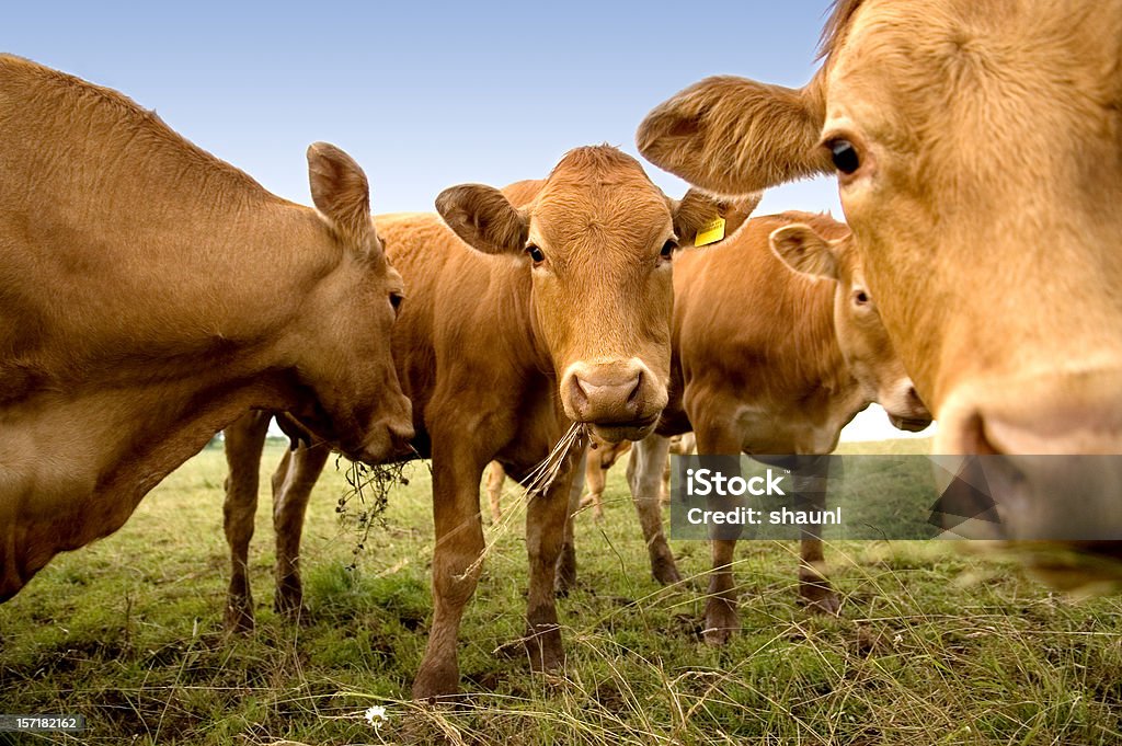 Ciekawy krów - Zbiór zdjęć royalty-free (Krowa)