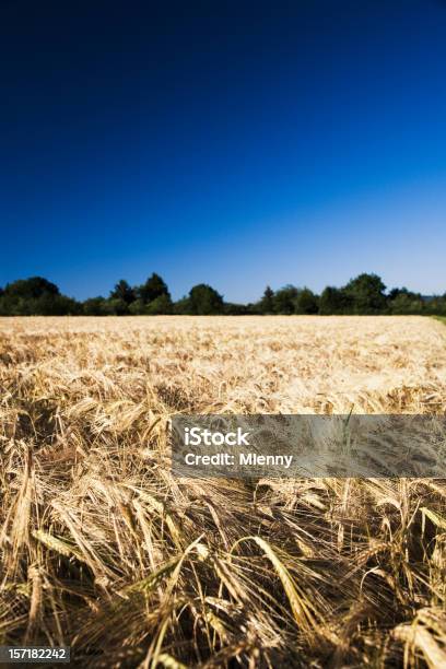 Paisaje De Trigo De Oro Foto de stock y más banco de imágenes de Agricultura - Agricultura, Aire libre, Ajardinado