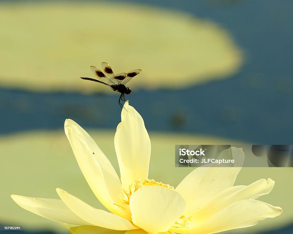 Ważka różnoskrzydła na kwiat - Zbiór zdjęć royalty-free (Część ciała zwierzęcia)