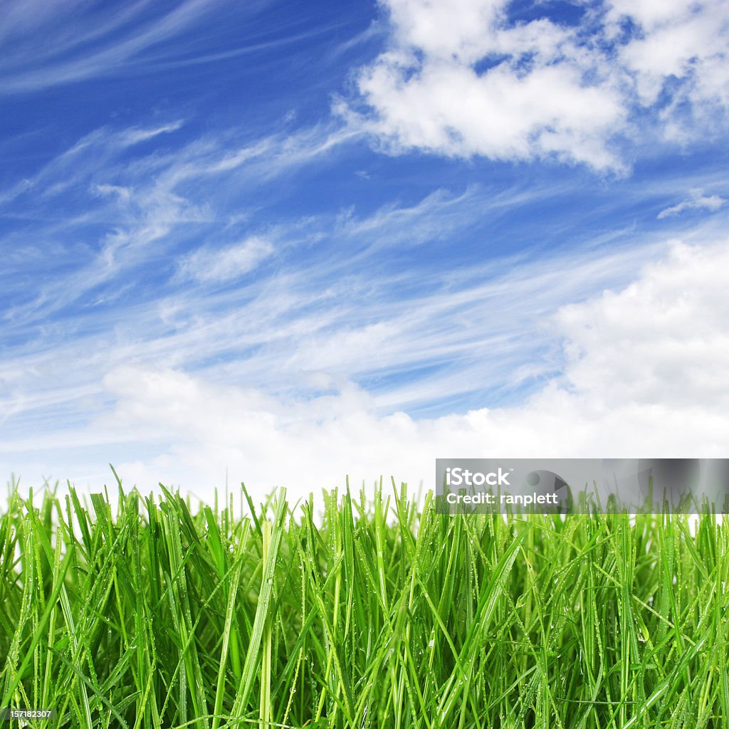 Cielo blu ed erba - Foto stock royalty-free di Ambientazione esterna