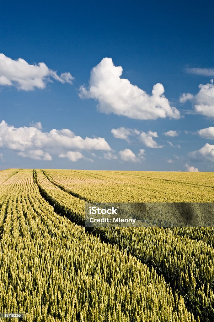 Sommer Weizen Landschaft - Lizenzfrei Feld Stock-Foto