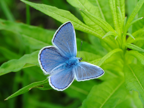 Common blue butterfly, male [Polyommatus icarus]