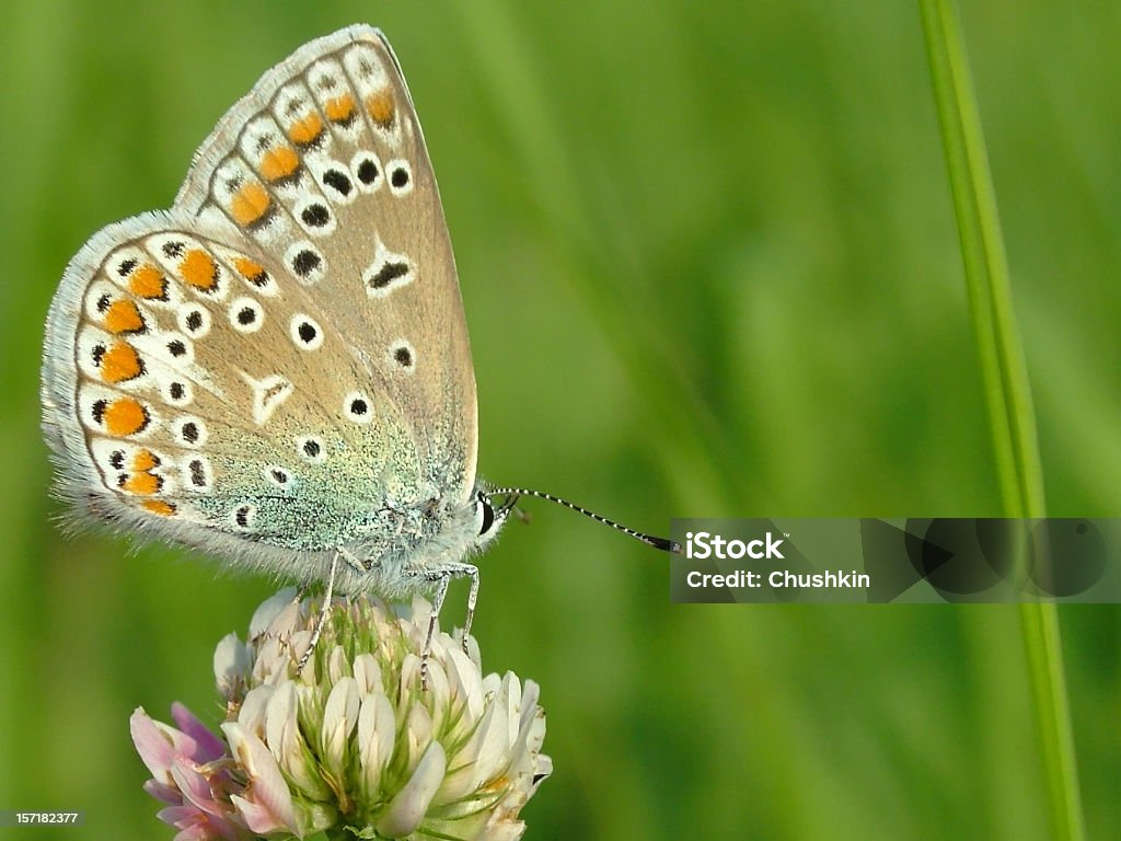 Butterfly Common Blue  Animal Stock Photo