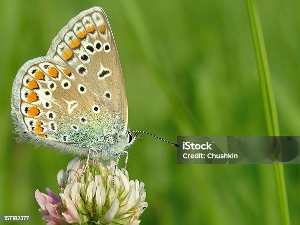 Butterfly Common Blue Stock Photo - Download Image Now - Animal, Animal Antenna, Animal Body Part