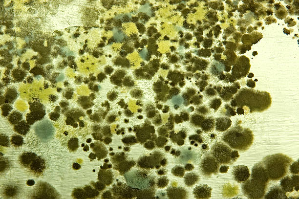 Mold  spore photos stock pictures, royalty-free photos & images